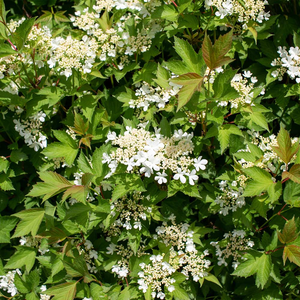 American Cranberry