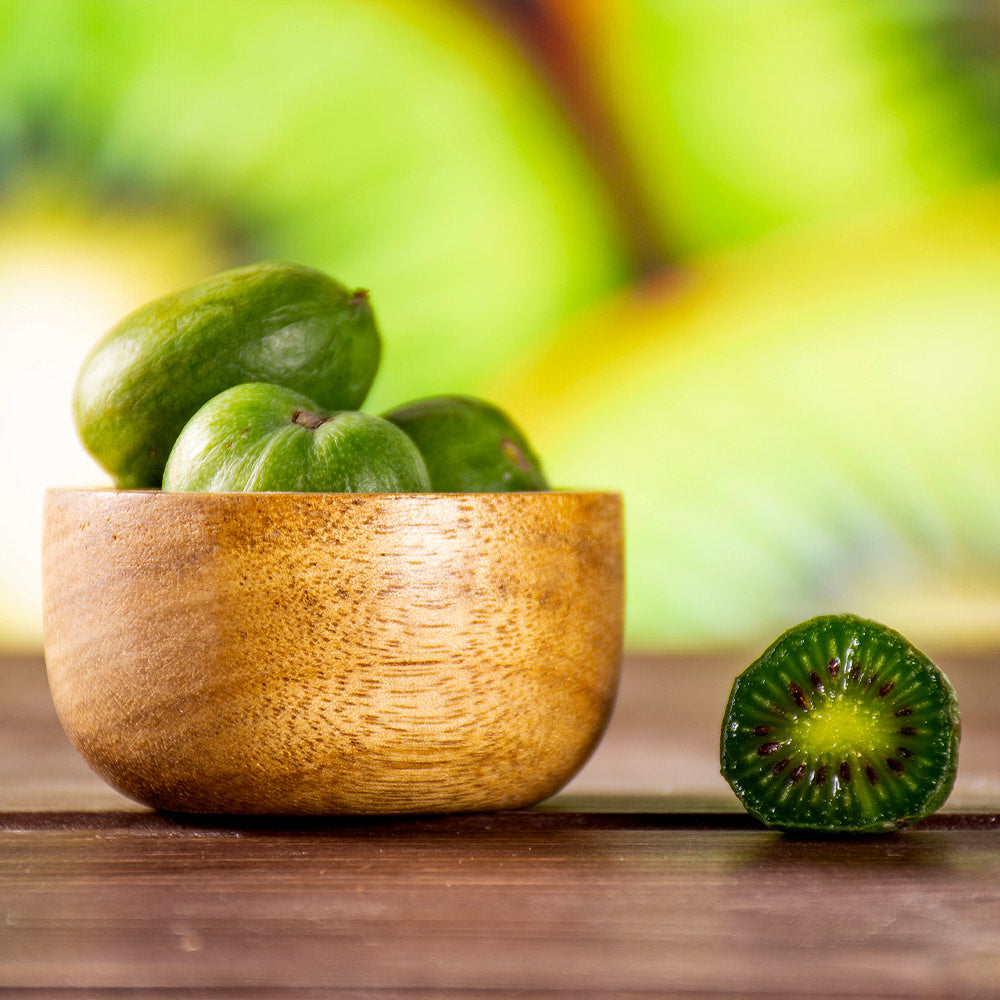Anna & Meader Hardy Kiwi Vine
