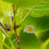 Anna & Meader Hardy Kiwi Vine
