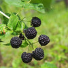Thornless Blackberry Bush - USDA Organic