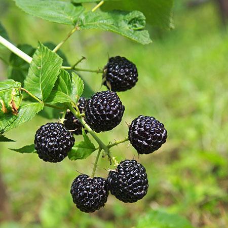 Thornless Blackberry Bush - USDA Organic