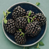 Thornless Blackberry Bush - USDA Organic