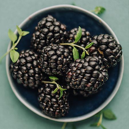 Thornless Blackberry Bush - USDA Organic