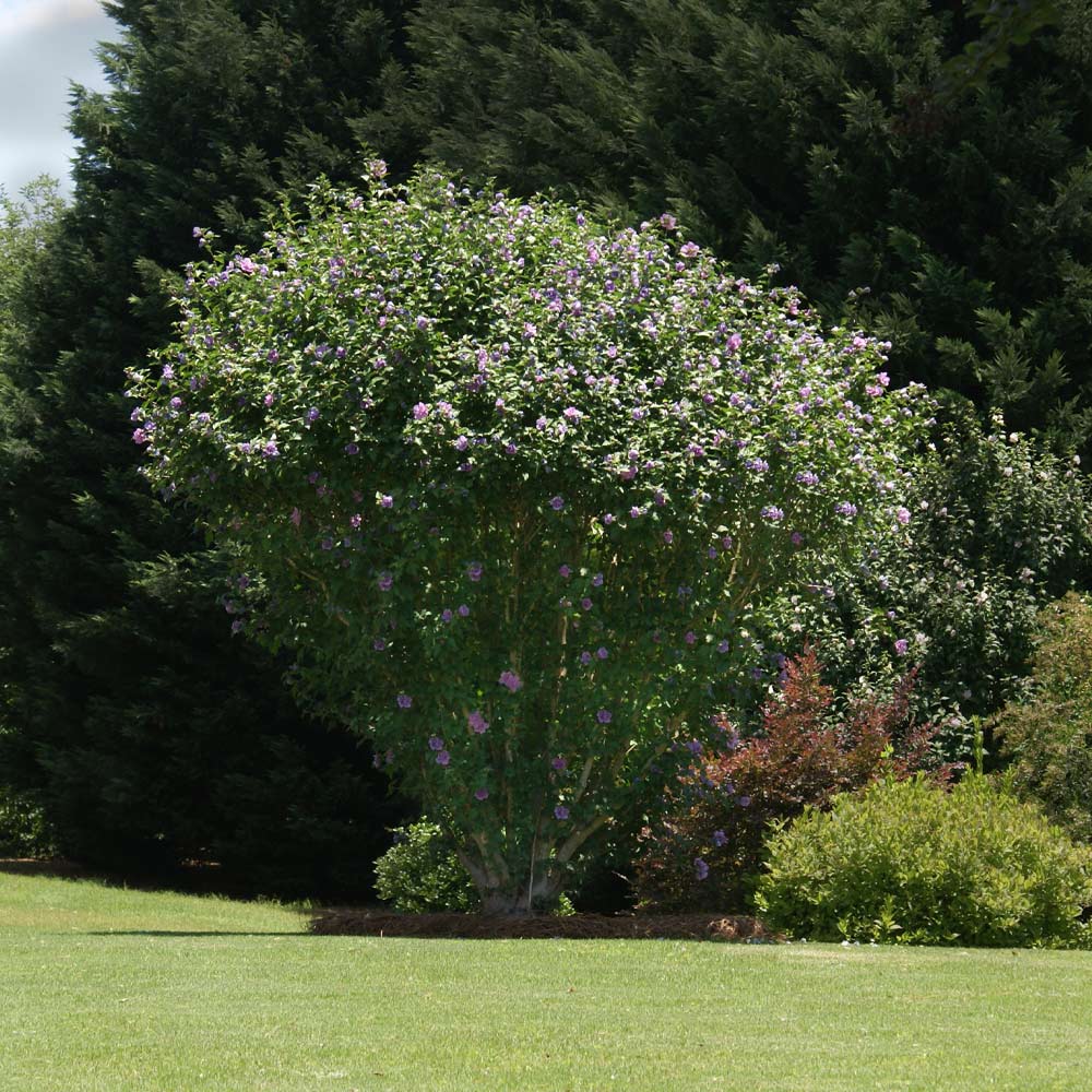 Ardens Rose of Sharon Althea Shrub