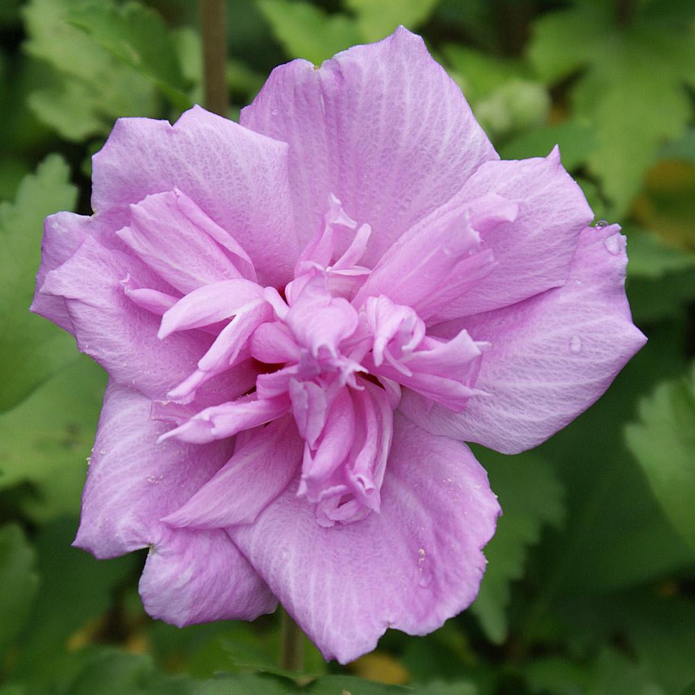 Ardens Rose of Sharon Althea Shrub