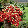 Areca Palm Tree