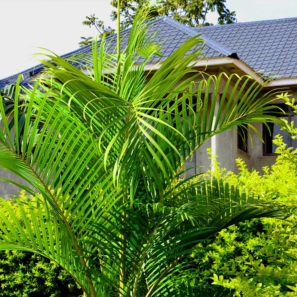 Areca Palm Tree