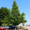 Armstrong Gold® Maple Tree