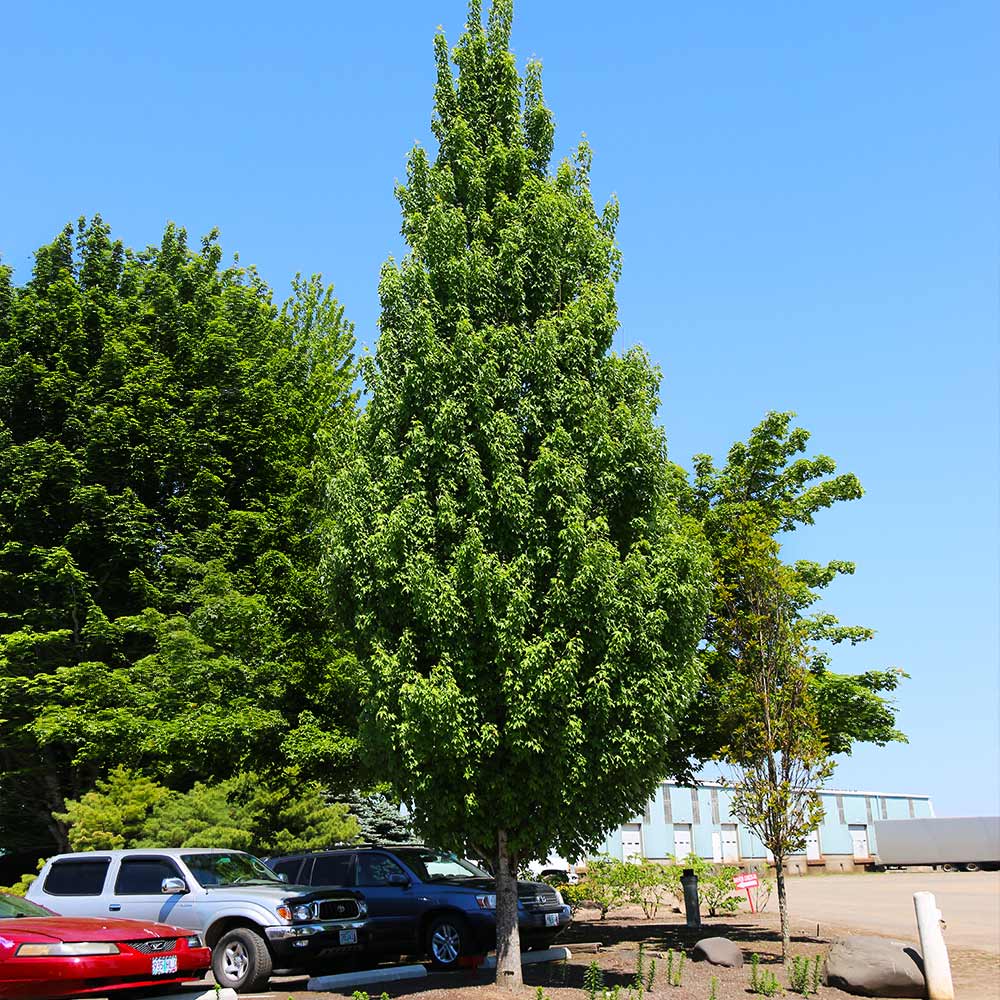 Armstrong Gold® Maple Tree