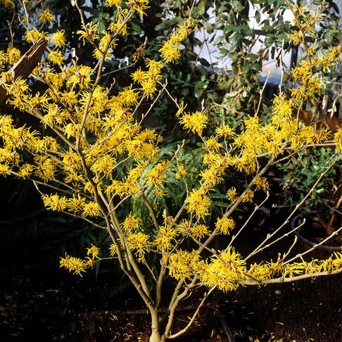 Arnold Promise Witch Hazel Shrub