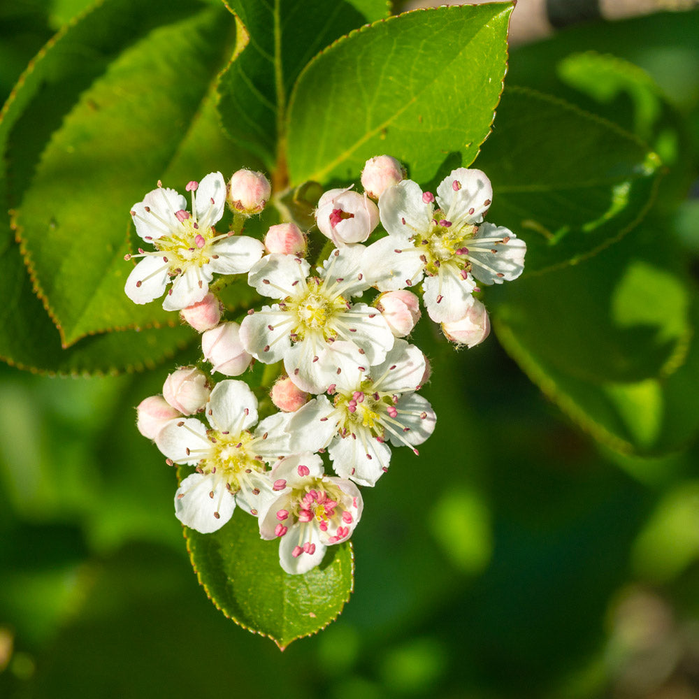 Viking Aronia Chokeberry Bush