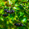 Viking Aronia Chokeberry Bush