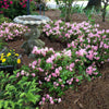 Autumn Debutante® Encore® Azalea