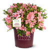 Autumn Debutante® Encore® Azalea