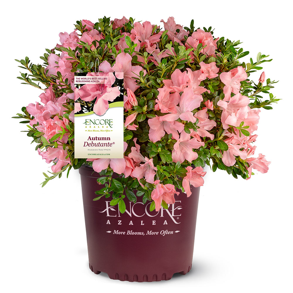 Autumn Debutante® Encore® Azalea