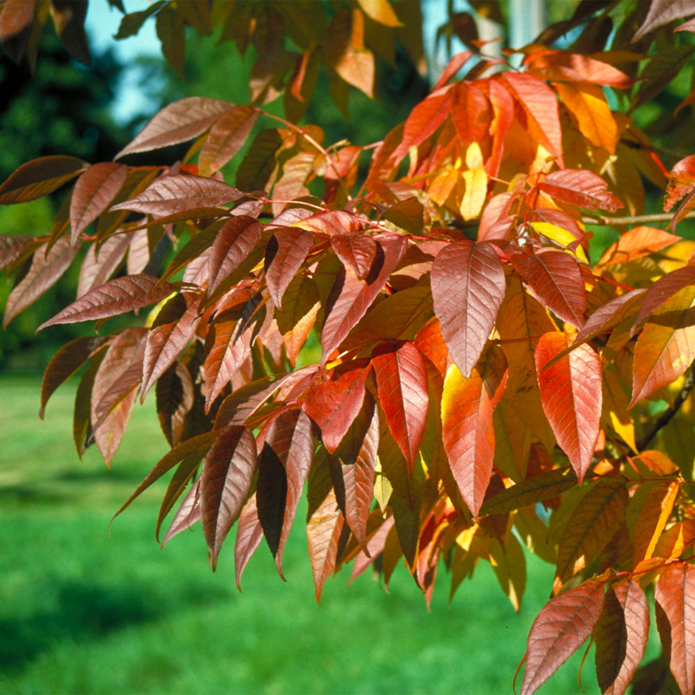 Autumn Purple Ash Tree