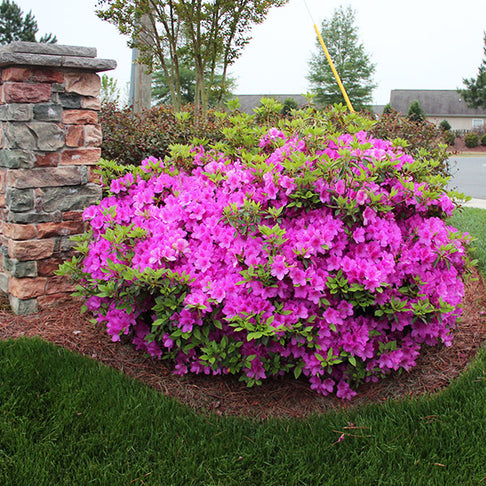 Autumn Royalty® Encore® Azalea