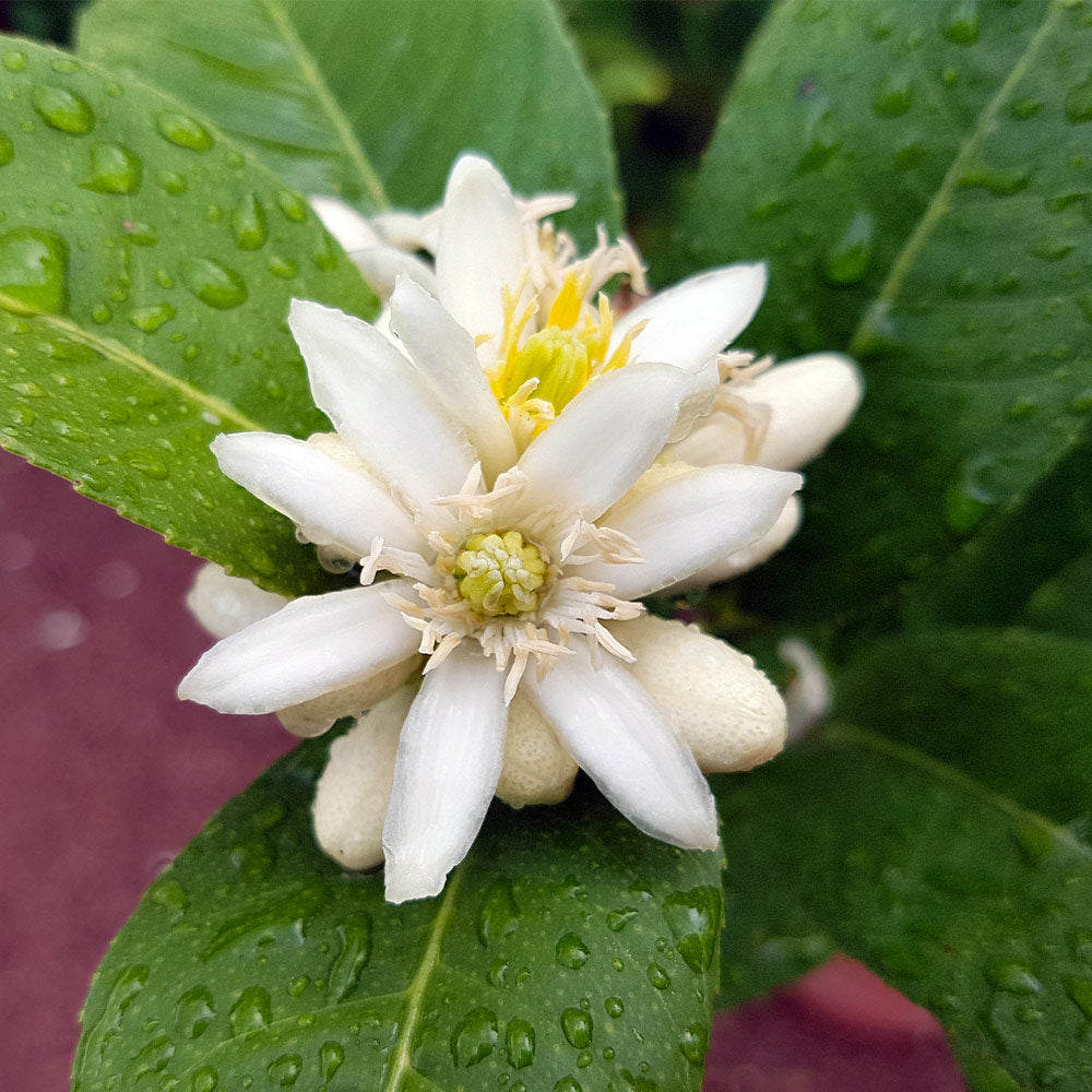 Buddha's Hand Citron