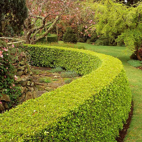 Southern Living® Baby Gem Boxwood Shrub