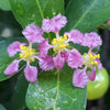 Barbados 'Acerola' Cherry Shrub