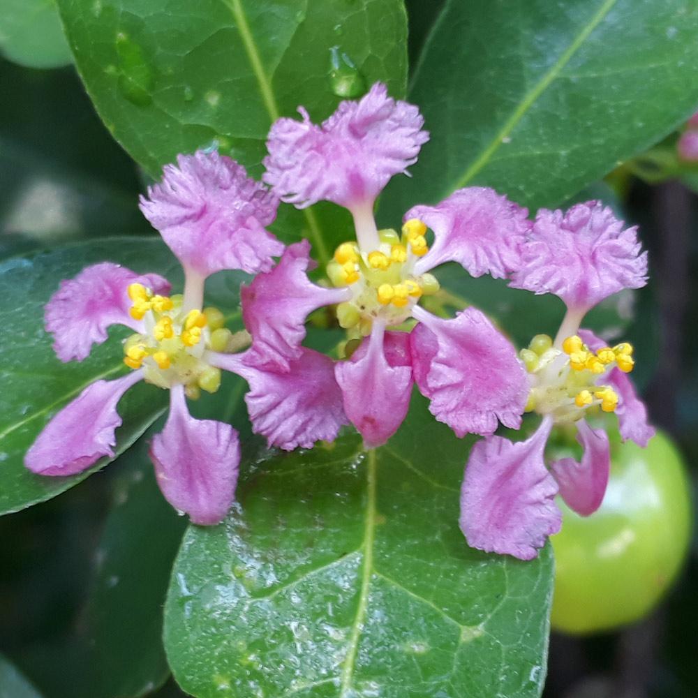 Barbados 'Acerola' Cherry Shrub