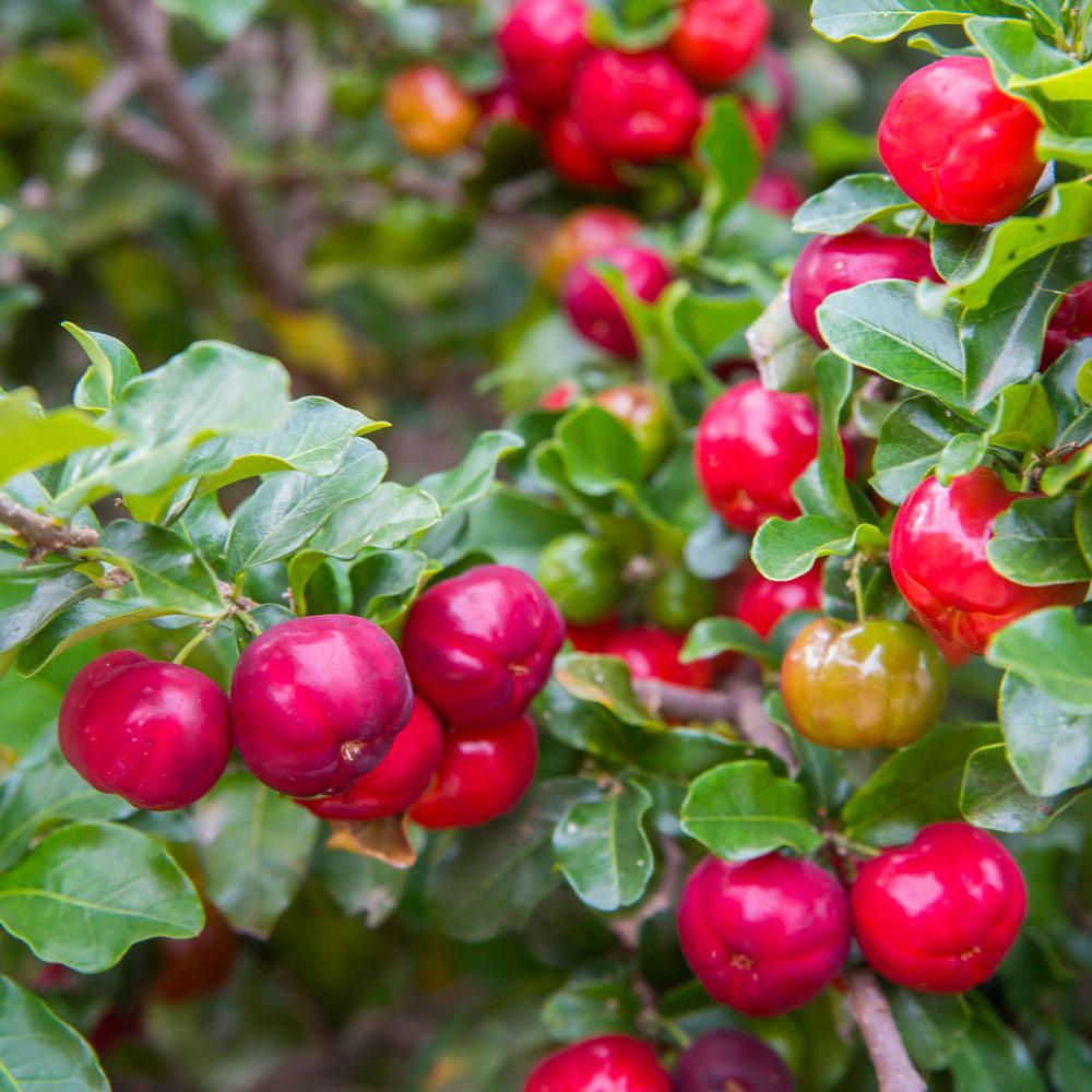 Barbados 'Acerola' Cherry Shrub