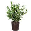 Bay Laurel Tree