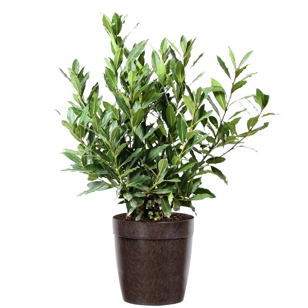 Bay Laurel Tree