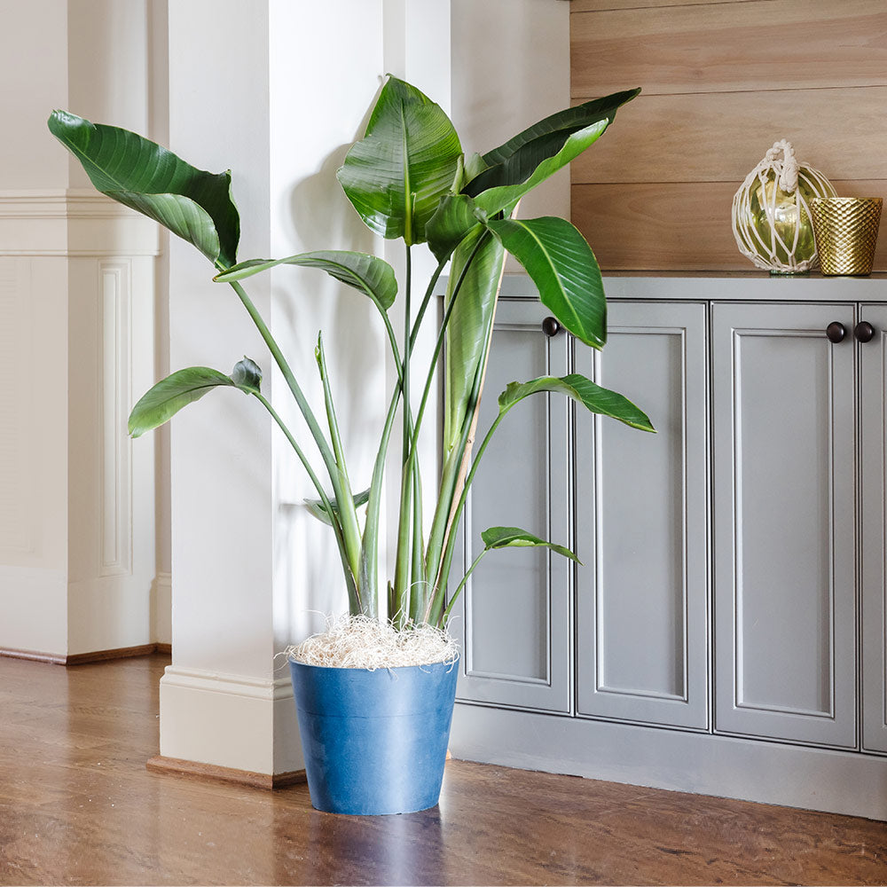 Orange Bird of Paradise