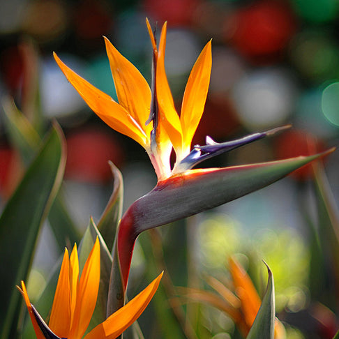 Orange Bird of Paradise