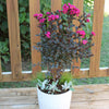 Black Diamond® Mystic Magenta™ Crape Myrtle Tree