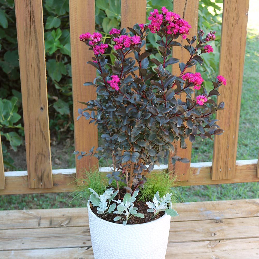 Black Diamond® Mystic Magenta™ Crape Myrtle Tree