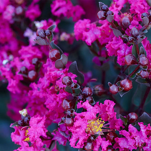 Black Diamond® Mystic Magenta™ Crape Myrtle Tree