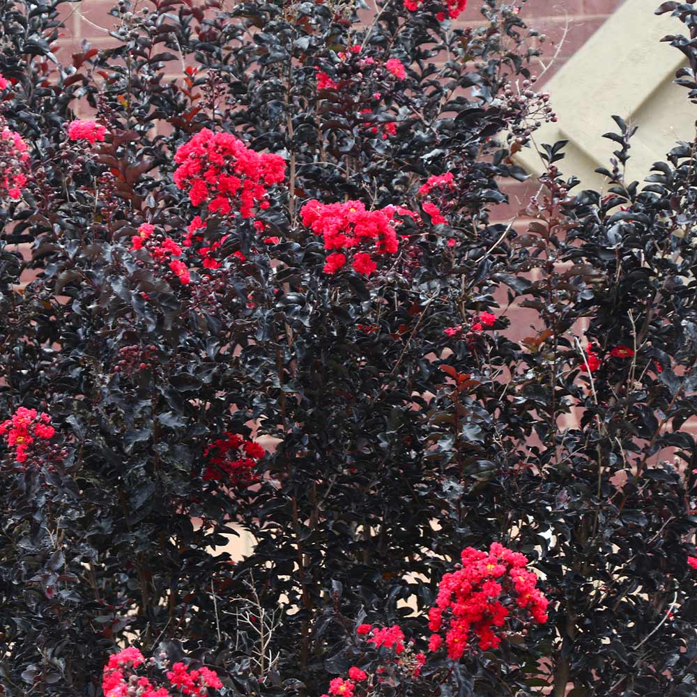 Black Diamond® Best Red™ Crape Myrtle Tree
