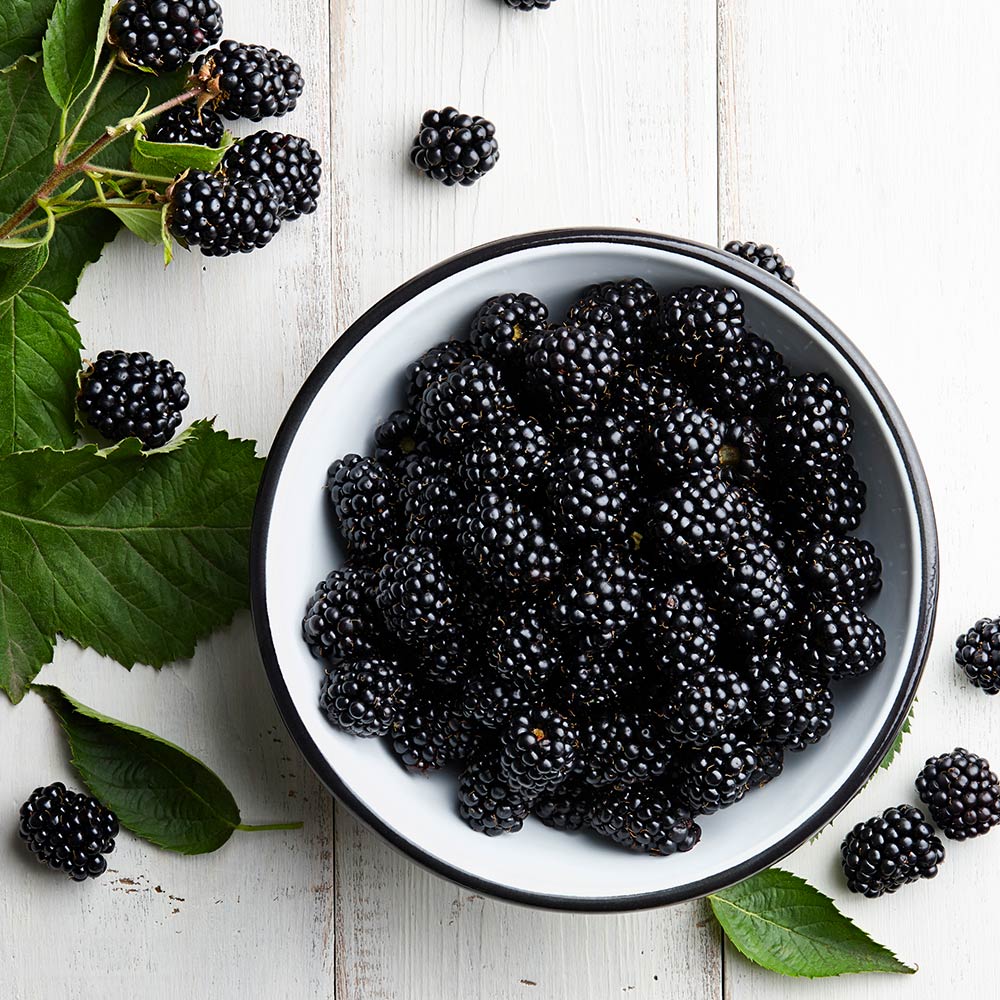 Black Satin Thornless Blackberry Bush
