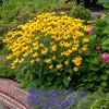 Goldsturm Black-Eyed Susan