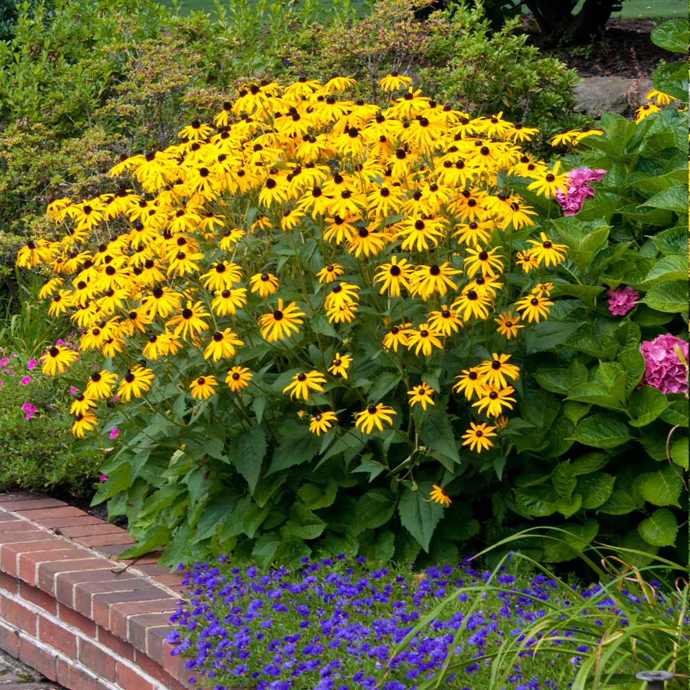 Goldsturm Black-Eyed Susan