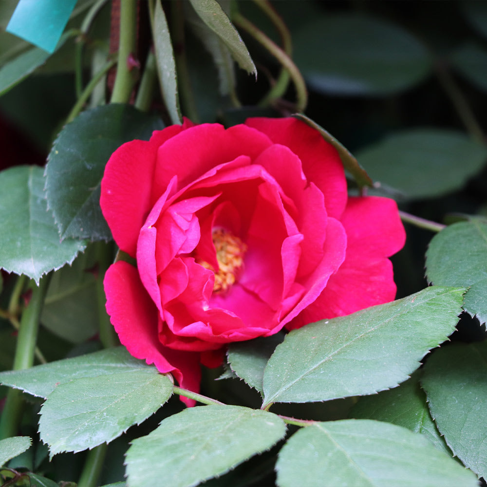 Blaze Improved Climbing Rose Shrub