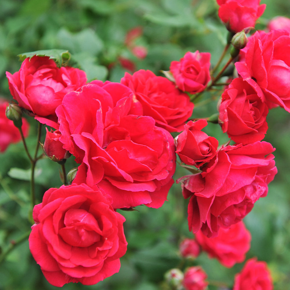 Blaze Improved Climbing Rose Shrub