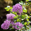 Proven Winners® Bloomerang® Lilac Shrub
