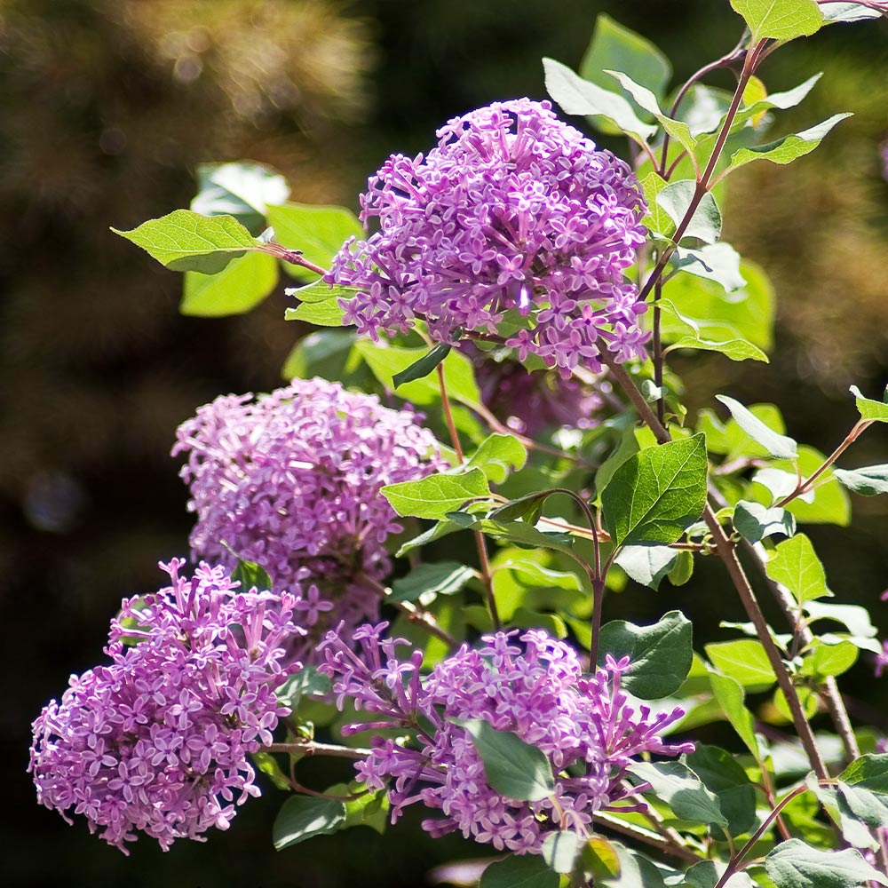 Proven Winners® Bloomerang® Lilac Shrub
