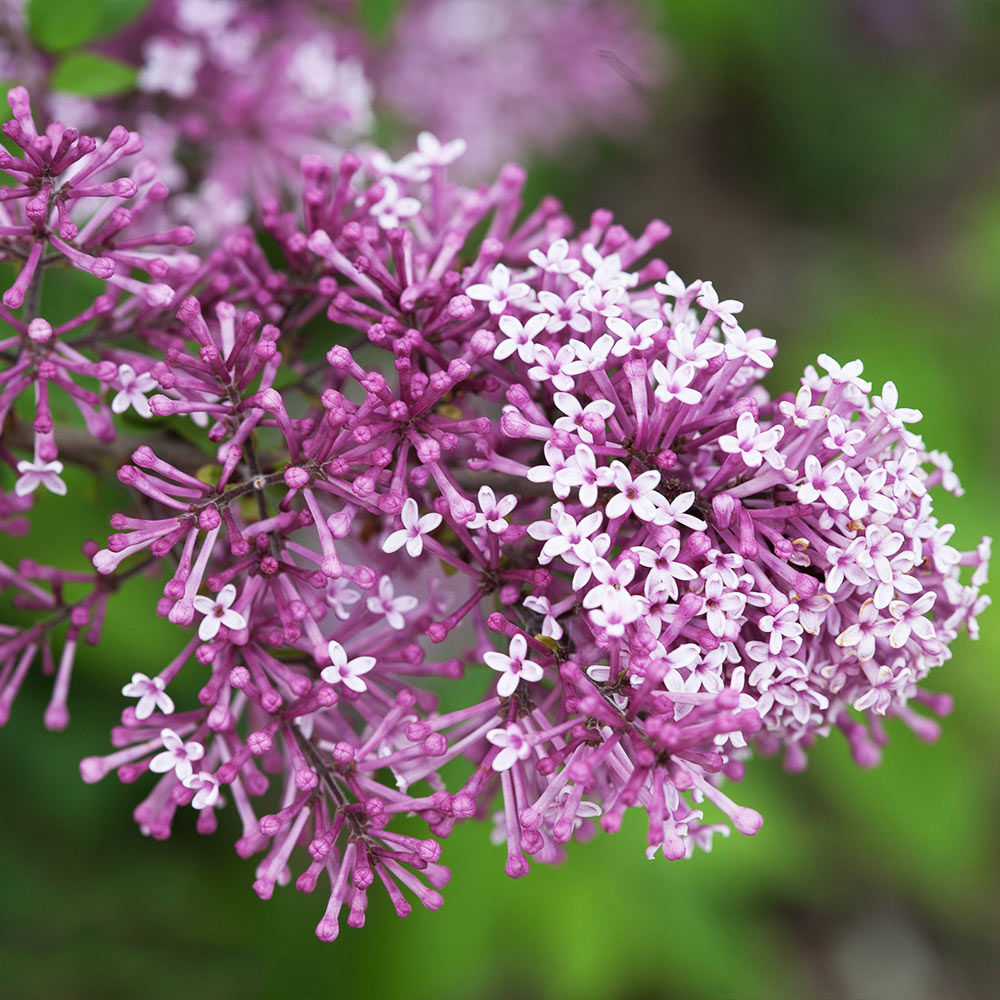 Proven Winners®  Bloomerang® Lilac Tree
