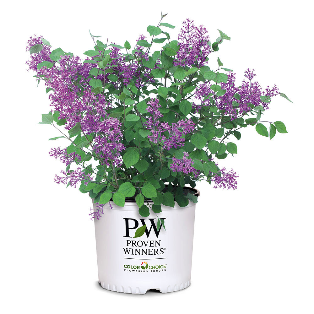 Proven Winners® Bloomerang® Lilac Shrub