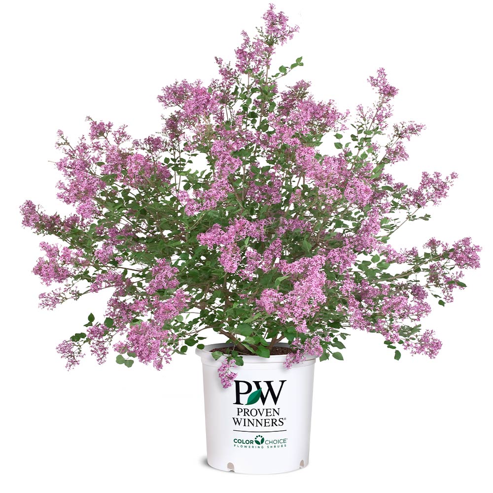Proven Winners® Bloomerang® Lilac Shrub