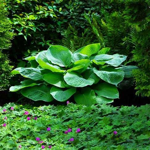 Blue Angel Hosta Plant