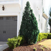 Southern Living® Blue Point Juniper