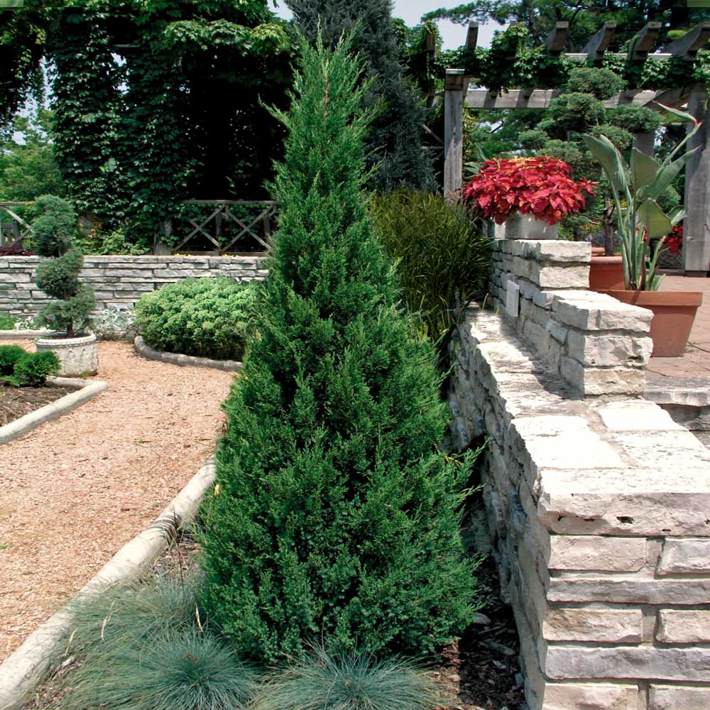 Southern Living® Blue Point Juniper