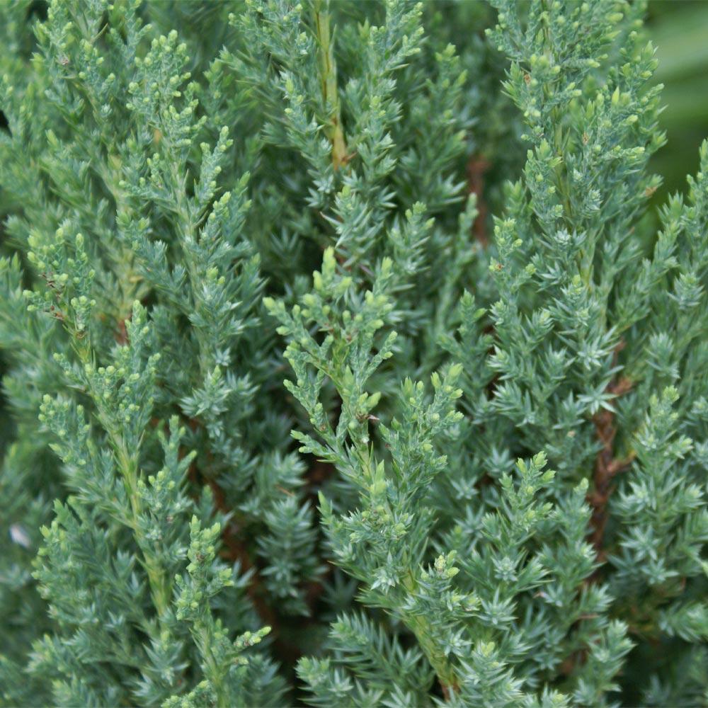 Southern Living® Blue Point Juniper