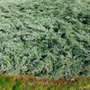 Blue Rug Juniper Groundcover