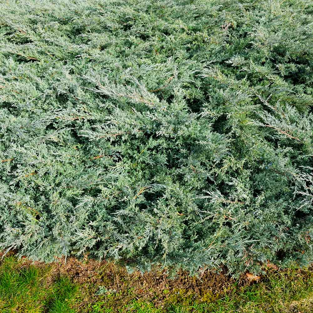 Blue Rug Juniper Groundcover